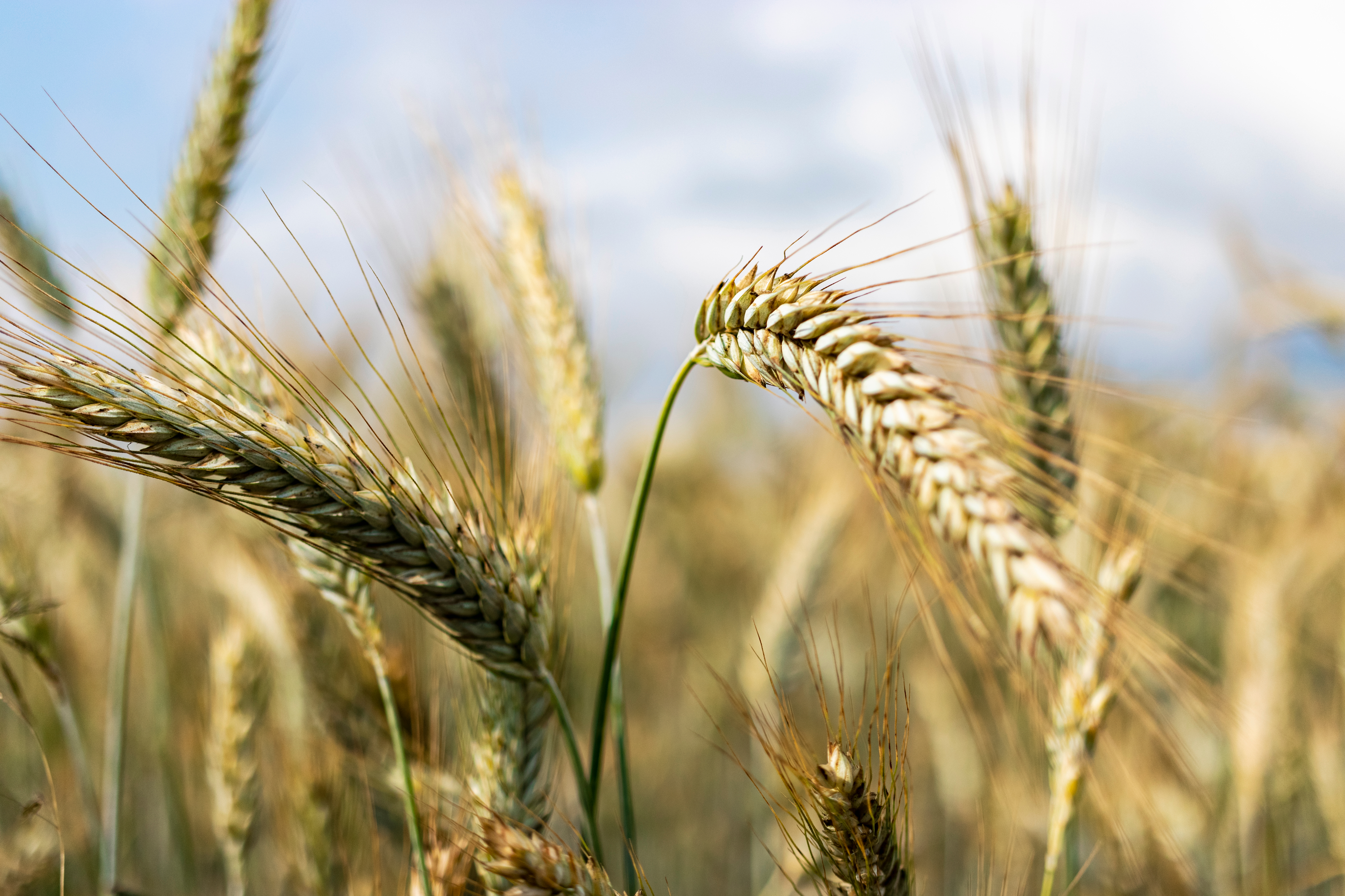Grain Season Preparedness & Rail Capacity Optimisation